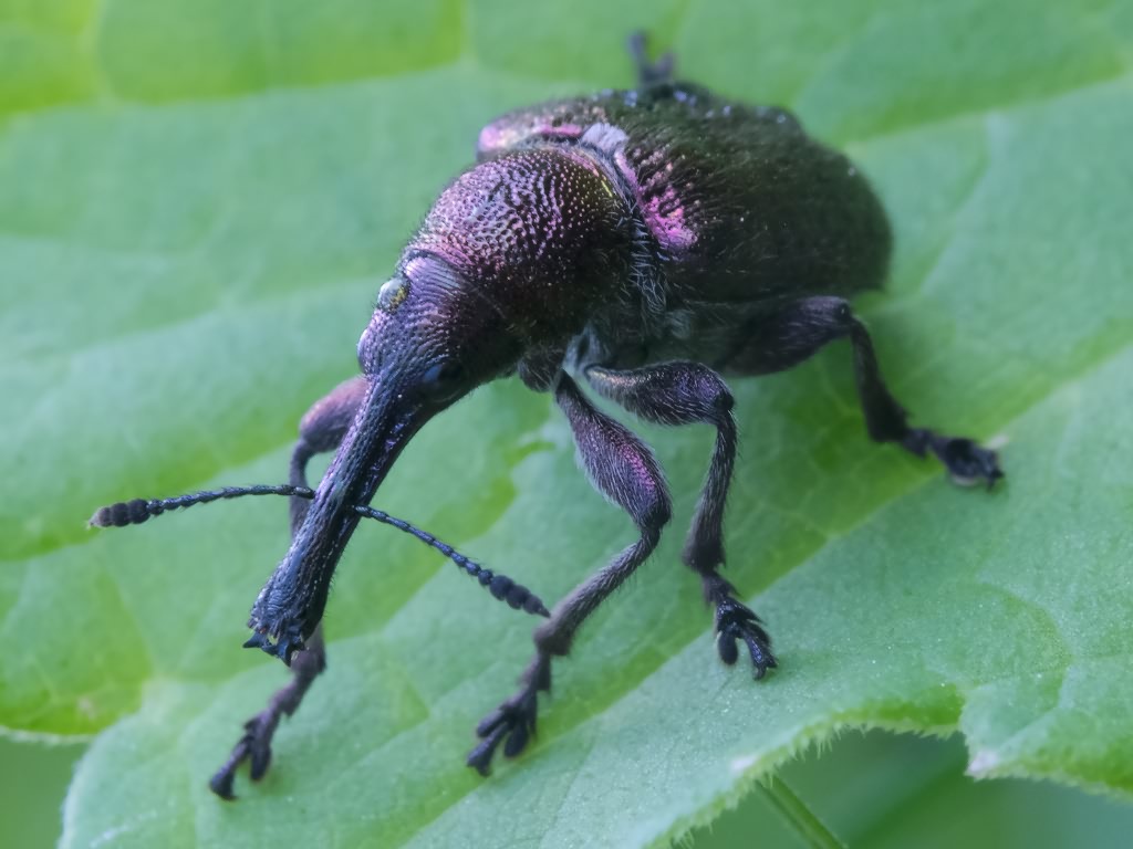 Rhynchites (Epirhynchites) giganteus Krynicki, 1832